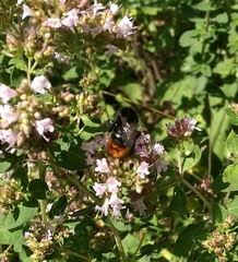 Bombus lapidarius