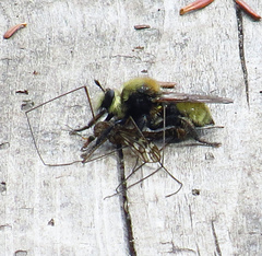 Laphria insignis