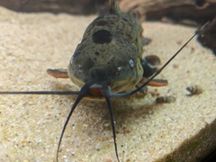 Callichthyinae