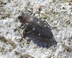 Chrysobothris affinis