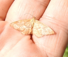 Idaea serpentata