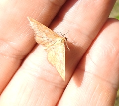 Idaea serpentata