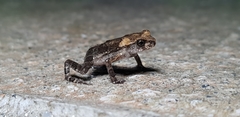 Bufo stejnegeri