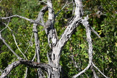 Sericornis maculatus