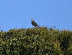 Gliciphila melanops
