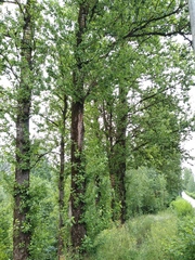 Populus