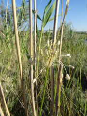 Allium podolicum
