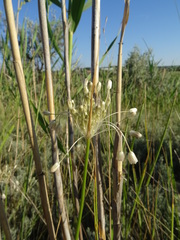 Allium podolicum