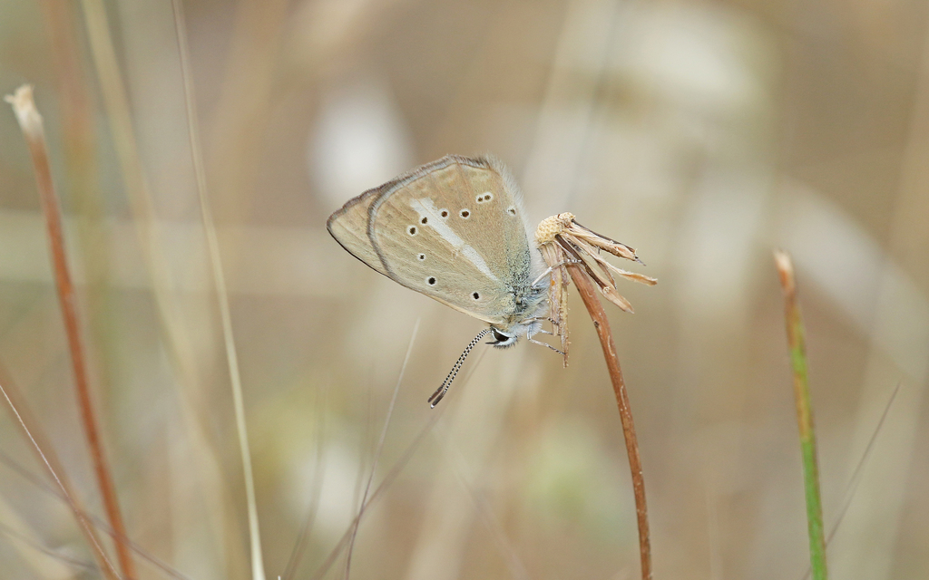 Ripart´s Anomalous Blue