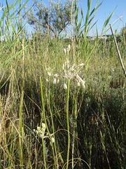 Allium podolicum