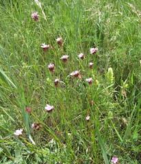 Dianthus andrzejowskianus