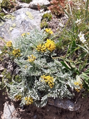Jacobaea incana