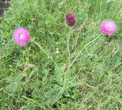 Carduus hamulosus