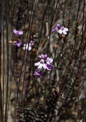 Euphrasia collina