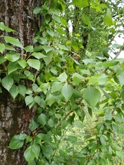 Populus
