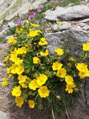 Potentilla aurea