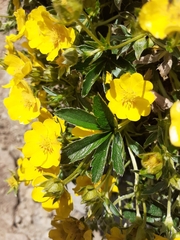 Potentilla aurea