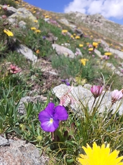 Viola calcarata