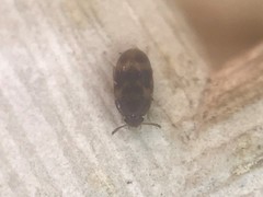 Litargus balteatus
