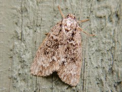 Acronicta fragilis