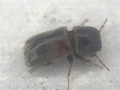 Xylobiops texanus