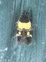 Triclonella determinatella