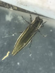 Agrilus macer