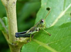 Dichromatos lilloanus