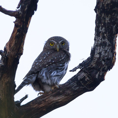 Glaucidium gnoma gnoma