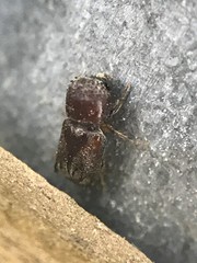 Xylobiops sextuberculatus