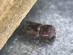 Xylobiops sextuberculatus