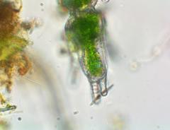 Desmidiaceae