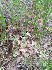 Oenothera spachiana