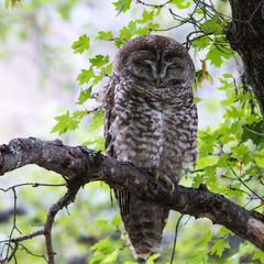 Strix occidentalis lucida
