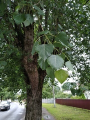 Populus