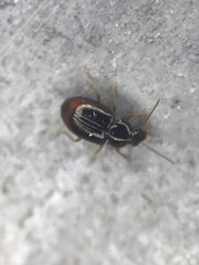 Elaphropus