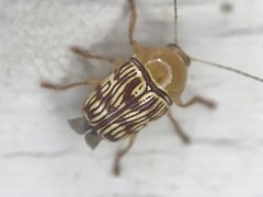 Cryptocephalus fulguratus