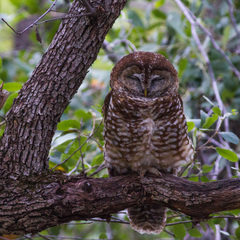 Strix occidentalis lucida