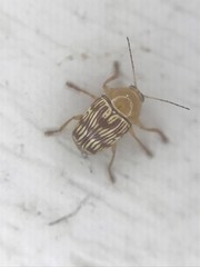 Cryptocephalus fulguratus