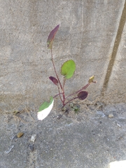 Asteraceae