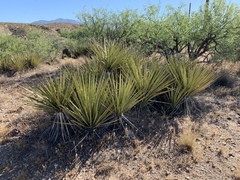 Yucca baccata brevifolia