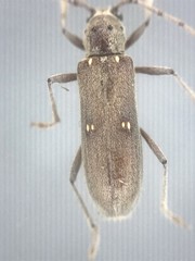 Eburia mutica