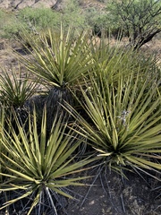 Yucca baccata brevifolia