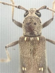 Eburia mutica