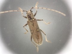 Eburia mutica