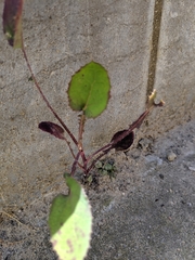 Asteraceae