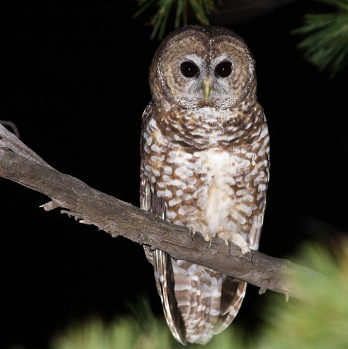 Spotted Owl (Mexican)