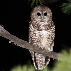 Strix occidentalis lucida