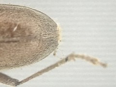 Eburia mutica