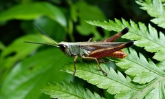 Amblytropidia robusta
